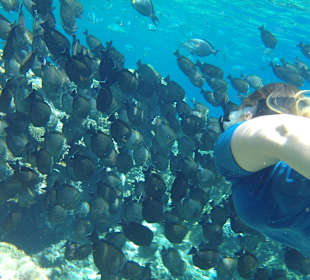 Schnorcheln El Quseir