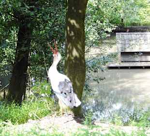 Wildparkimpressionen