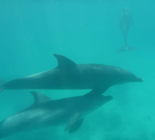 Schnorcheln mit Definen