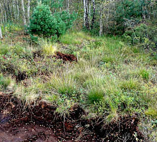 Impressionen aus dem Moor neben dem Wanderweg