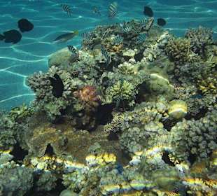 Unterwasserwelt am Sensimar Makadi Hotel