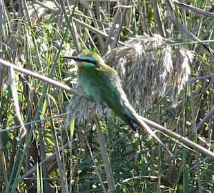 Viele Vögel auf der Bootssafari