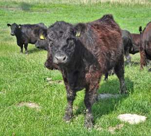 Neugierige Kühe als Rasenmäher der Luneplate