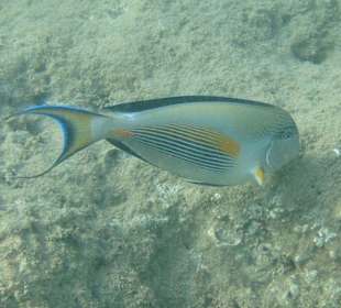 Am Hotelstrand Hotel Dana Beach