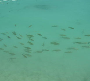 Jezioro u podnóża Pamukkale