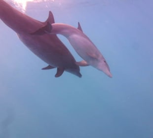 Delfine in freier Wildbahn