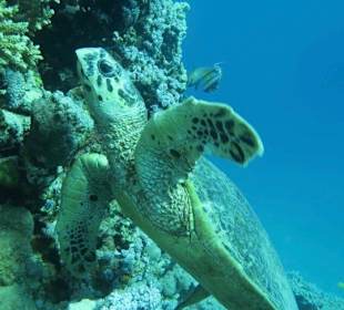 Schnorcheln Makadi Bay