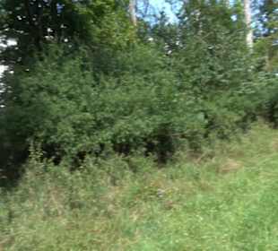 Burgruine Blankenstein