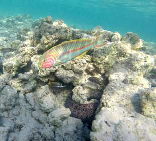 Schnorcheln Marsa Alam