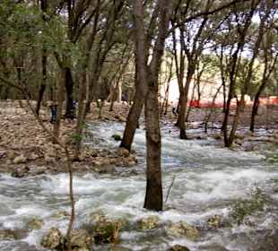 Wasser im Steineichenwald