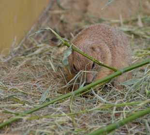 Irrland Bauernhof-Erlebnisoase