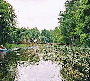 Schilf in der Czarna Hancza