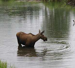 Moose in Fairbanks
