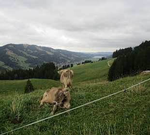 Wilde Tier im Allgäu