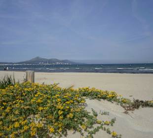 Erster Ausblick am Strand (April)