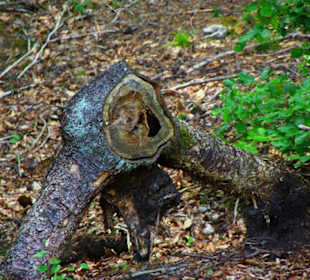 Wanderung zum Bärenfels