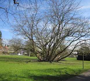 Altstadt Bad Bergzabern Kurpark