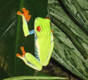 Regenwaldbewohner (Ausstellung)