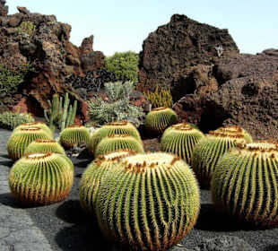 Kaktus im Jardin de Cactus