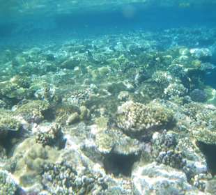 Unterwasserwelt direkt am Hotelstarnd