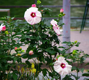 Prachtblumen an der Straße