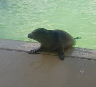 Seehundaufzuchtstation Norden