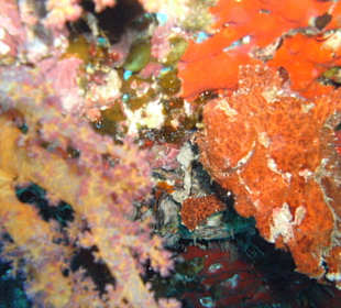 Tauchplatz Siyoul Kebir