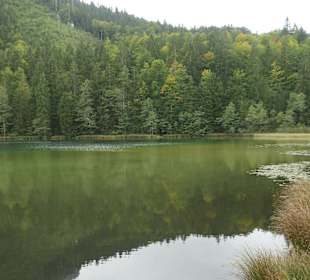 Beim Frillensee am Bergwald-Erlebnispfad