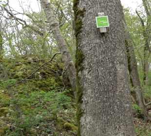 Burgfelsenpfad