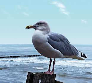 Strand Kolberg/Kolobrzeg