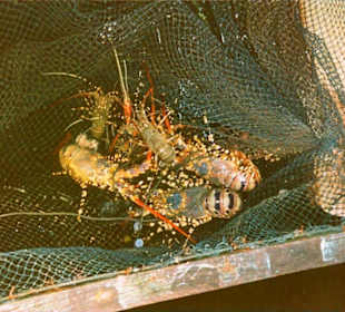 Lobster