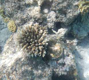 Wunderschön gefährlich 