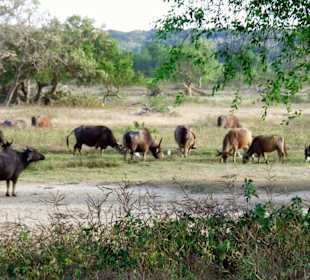 Yala Nationalpark 