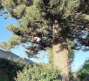 Santa Catalina Kloster