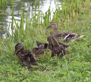 Junge Entenfamilie am See