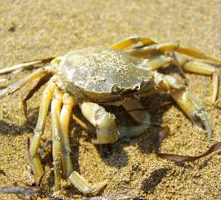 Strand von Bibione 06-2010