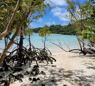 Mangroven am Strand