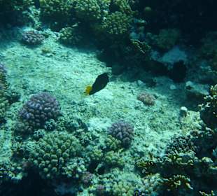 Schnorcheln Makadi Bay