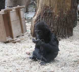 Питомцы зоопарка 