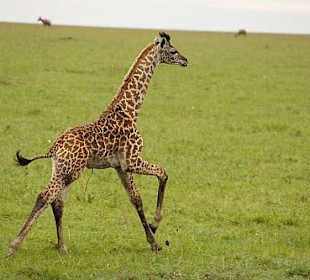 Giraffenbaby, keine Mama zu sehen