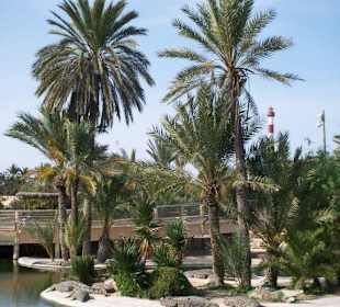 Unter Palmen lässt sich gut ruhen