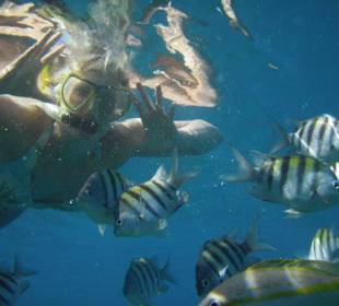 Schnorcheln am Riff der Paradise Island 