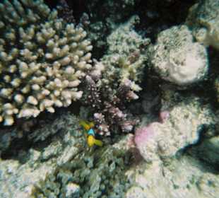 Wir haben Nemo gefunden