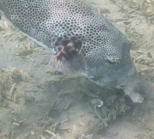 Schnorcheln Makadi Bay