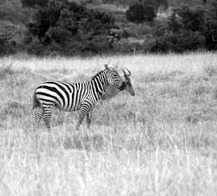 Niezwykła para z Serengeti