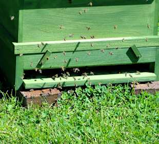 Bienenstock am Siedlerhaus