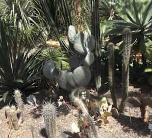 Botanischer Garten der Universität Zürich