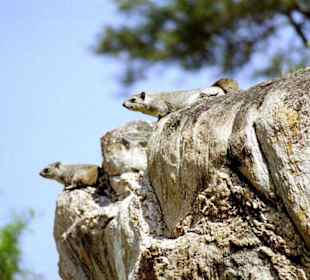 Tarangire Nationalpark