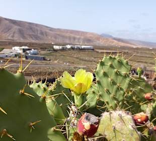 Jardin de Cactus / Kaktusgarten Guatiza