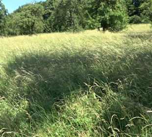 Eduard Lucas Musterobstgarten Mähringen